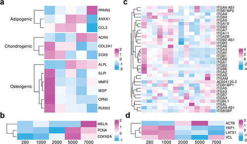 Figure 4. Transcriptomics analysis of hADSCs differentiation on the SF films.
