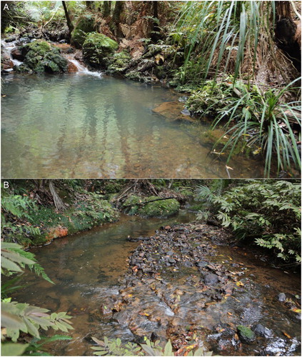Figure 3. Typical native forest stream habitat of nymphs of Siphlaenigma janae in the Pukenui Forest, Northland. A, Pool below a small waterfall, with depositional zones and overhanging streamside vegetation; B, low-gradient slow-flowing stream section (a run) below a gravel-bar riffle, with vertical and undercut streambanks.