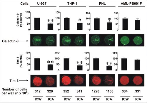 Figure 3. Comparative analysis of total and surface-based Tim-3 and galectin-9 proteins in human myeloid leukemia cell lines, PHL, and primary human AML cells. The indicated numbers of resting U-937 and THP-1 cells, PHL and primary human AML cells (AML-PB001F) were subjected to in-cell assay (ICA, detecting surface proteins) or in-cell Western (ICW, total protein detection) analysis as described in Materials and Methods. Images are from one experiment representative of five which gave similar results. Data are mean values ± SEM of five independent experiments; *p < 0.05; **p < 0.01 vs. control.