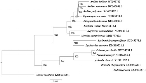 Figure 1. Maximum-likelihood phylogenetic tree based on 16 complete chloroplast genomes. Ardisia bullata (this study); Ardisia solanacea NC045098.1; Ardisia polysticta KC465962; Tapeinosperma netor NC045118.1; Elingamita johnsonii NC045099.1; Embelia vestita NC045113.1; Aegiceras comiculatum NC045111.1; Myrsine sndwicensis MN177700.1; Lysimachia congestiflora NC045275.1; Lysimachia coreana KM819521.1; Primula persimilis NC034331.1; Primula tsiangii NC046755.1; Primula sinensis KU321892.1; Primula chrysochlora NC034678.1; Androsace laxa NC039347.1; outgroup: Maesa Montana KU569490.1. The number on each node indicates the bootstrap value.