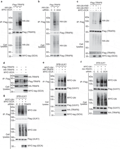 Figure 6. GCA activated TRAF6-dependent K63-linked ubiquitination of ULK1. (a) The effect of GCA expression in TRAF6 ubiquitination. Flag-TRAF6, MYC-tagged GCA (MYC-GCA) and HA-Ubi expression plasmids were transfected into the K562 cell as an indicated combination. Cells were lysed and subjected to immunoprecipitation using anti-Flag antibody. Cell lysates and immunoprecipitated samples were analyzed by immunoblotting using anti-Flag, HA and MYC antibodies. (b) Flag-TRAF6, HA-Ubi were co-transfected into K562 cells with control and GCA specific siRNA as indicated combination and ‘C’ indicated a control siRNA. Cell lysates and immunoprecipitated samples were subjected to immunoblotting using anti-Flag and -HA antibodies. (c) GCA activates TRAF6-dependent K63-linked ubiquitination. K562 cells were transfected with the indicated expression plasmids and immunoprecipitated with anti-Flag antibody (TRAF6). Cell lysates and immunoprecipitated samples were subjected to immunoblotting analysis of HA (ubiquitin), Flag (TRAF6) and MYC-tag (GCA). (d) The effect of GCA expression in TRAF6 dimerization. K562 cells were transfected with Flag-TRAF6, HA-TRAF6 and MYC-GCA as an indicated combination. Cell lysates were subjected to immunoprecipitation with anti-Flag antibody. Cell lysates and immunoprecipitated samples were subjected to immunoblotting using anti-HA, Flag and MYC antibodies. (e) GCA induces TRAF6-dependent ubiquitination of ULK1. K562 cells were transfected with the indicated expression plasmids and immunoprecipitated with anti-Flag antibody (ULK1). Cell lysates and immunoprecipitated samples were subjected to immunoblotting analysis for MYC-tag (ubiquitin), Flag (ULK1) and HA (TRAF6). (f) K562 cells were cotransfected with SFB-ULK1, MYC-Ubi and HA-TRAF6 expression plasmids in combination with control ‘C’ and GCA siRNA. Cell lysates and immunoprecipitated samples were subjected to immunoblotting using anti-Flag, -MYC and -HA antibodies. (g) K562 cells were cotransfected with the indicated expression plasmids in combination with control and TRAF6 siRNA. Cell lysates were immunoprecipitated with anti-Flag antibody (ULK1). Cell lysates and immunoprecipitated samples were subjected to immunoblotting analysis of MYC-tag and Flag.