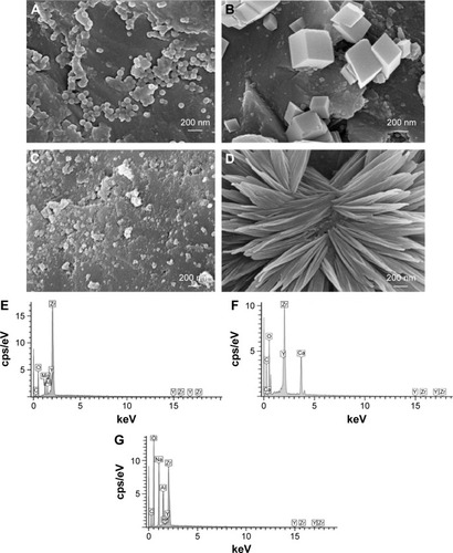 Figure 4 Typical SEM images of the four coated Y-TZP surface under ×20,000 magnifications.Notes: (A) MgO coating; (B) Ca(OH)2 coating; (C) Zr(OH)4 coating; (D) NaOH coating; (E) EDS spectra of MgO-coated Y-TZP surface; (F) Ca(OH)2-coated Y-TZP surface; (G) NaOH-coated Y-TZP surface under ×2,000 magnifications.Abbreviations: SEM, scanning electron microscope; Y-TZP, yttria-stabilized tetragonal zirconia polycrystals.