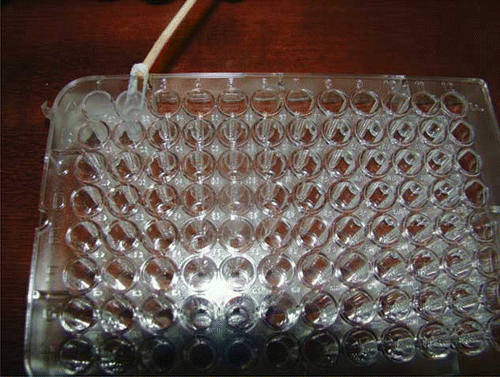 Figure 2 Microtiter plate wells in contact with 50% v/v frankincense oil, illustrating the resultant fluid, sticky, and opaque nature of the polystyrene. (Color figure available online.)