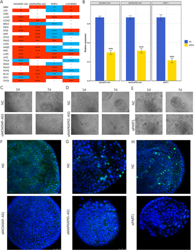 Figure 11 Validation experiments at pan-cancer and organoid levels. (A) Differential expression of MCM3AP-AS1, MAPKAPK5-AS1 and PART1 in tumor and normal samples of 23 tumors in TCGA database. Redness and blueness indicated upregulation and downregulation in tumor samples, respectively. (B) RT-qPCR validated the effects of knockdown. (C–E) The growth of HCC organoids with or without siRNAs treatment. (C) siMCM3AP-AS1. (D) siMAPKAPK5-AS1. (E) siPART1. (F–H) Immunofluorescence images of HCC organoids stained with DAPI (nuclei, blue) and Ki67 (red). (F) siMCM3AP-AS1. (G) siMAPKAPK5-AS1. (H) siPART1. * P < 0.05, ** P < 0.01, *** P < 0.001, **** P < 0.0001.