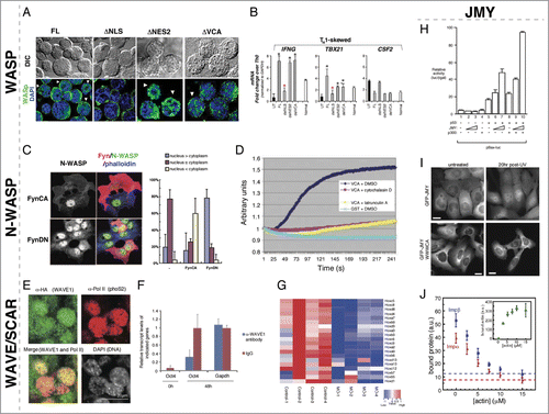 Figure 2. Nuclear roles for WASP/N-WASP, WAVE/SCAR, and JMY. (A) WASP nuclear localization is regulated by canonical NLS and NES import/export. De-convolved fluorescence micrographs of TH1-skewed WASPNULL cells rescued with the indicated WASP constructs. Expression from the full-length and ΔVCA constructs is found in both the nucleus and cytoplasm, whereas the ΔNLS is only found in the cytoplasm and the ΔNES2 is only found in the nucleus. (B) Nuclear-localized WASP in TH1-skewed cells is responsible for expression of the TH1 regulators IFNG and TBX21. Bar plot graph of gene expression quantitated by RT-qPCR in TH1 WASPNULL (UT) and rescued by full-length (FL), ΔNLS (delNLS), ΔNES2 (delNES2), and ΔVCA (delVCA) constructs compared to TH0 expression levels showing that the TH1 factors IFNG and TBX21 are not-regulated properly in ΔNLS TH1 skewed cells. CSF2 is a non-TH1-specific control. (C) Phosphorylation of N-WASP by the Src kinase, Fyn, leads to enhanced cytoplasmic and decreased nuclear accumulation of N-WASP. Fluorescent micrographs of COS-7 cells expressing ectopic constitutively active Fyn (FynCA) or dominant negative (FynDN) immunostained for anti-Fyn (red), anti-N-WASP (gray/green), and Phalloidin (blue) show that FynCA leads to more cytoplasmic N-WASP, whereas FynDN leads to more nuclear N-WASP. Quantification of N-WASP nuclear versus cytoplasmic N-WASP in COS-7 cells expressing FynCA and FynDN. (D) N-WASP can polymerize actin from nuclear lysates. Pyrene actin assay showing that a GST fusion to the N-WASP VCA domain can polymerize actin, however, it is unable to do so in the presence of the actin polymerization inhibitors cytochalasin D and Latrunculin A. (E) Wave1 is present in mouse C2C12 nuclei after transplantation into the germinal vesicle of Xenopus oocytes. Mouse somatic C2C12 nuclei were transplanted into Xenopus oocytes overexpressing HA-NLS-WAVE1. Immunofluorescence staining for anti-HA (WAVE1) showed WAVE1 co-localizing with active RNA polymerase II in these transplanted nuclei 24 hrs post-nuclear transfer. (F) Nuclear Wave1 is required for transcriptional reprogramming in Xenopus oocytes. Transcriptional activation of the embryonic gene, Oct4, is inhibited in the presence of antibodies against WAVE1 in transplanted somatic nuclei, as measured by QPCR. Expression of the housekeeping gene, Gapdh, was unaffected by the presence of α-WAVE1 antibodies. (G) Nuclear Wave1 is required for hox gene expression. Heat map showing the down-regulation of hox gene expression in WAVE1-morpholino (MO) injected embryos relative to control. (H) JMY and p300 function together to regulate p53-dependent transcription. Bax promoter-luciferase reporter assays were used to measure p53-dependent transcriptional activity. Co-expression of p53 with increasing levels of JMY resulted in a titratable increase in p53 activity that was further enhanced by the expression of p300. (I) The JMY NLS is required for damage-induced nuclear accumulation. Cells expressing GFP-JMY, but not a GFP-JMY truncation mutant removing its actin binding and NLS (GFP-JMYΔWWWCA), show accumulation of GFP signal in the nucleus in response to UV irradiation induced DNA damage. (J) Actin competes with Impα/β for binding to JMY. Actin and importins both bind to a C-terminal fragment of JMY containing tandem WH2 (WWW) motifs and a nested NLS sequence (WWWCA). Quantification of GST pulldowns assaying Impα/β binding to the GST-WWWCA in the presence of increasing concentrations of actin monomers. Permissions. (A–B) Reprinted from Sadhukan et al. (2014).36 The Journal of Immunology 193:150-60. (C) Reprinted with permission from Suetsugu & Takenawa, J. Biol. Chem. 278(43):42515-23.37 © The American Society for Biochemistry and Molecular Biology. Reproduced by permission of The American Society for Biochemistry and Molecular Biology. Permission to reuse must be obtained from the rightsholder. (D) © Macmillan Publishers Ltd: Nature Cell Biology. Reproduced by permission of Macmillan Publishers Ltd: Nature Cell Biology. Permission to reuse must be obtained from the rightsholder. Wu et al., Nat. Cell Biol. 8(7):756–63.40 (E–G) © AAAS. Reproduced by permission of AAAS. Permission to reuse must be obtained from the rightsholder. From Miyamoto et al. (2013) Science 341(6149):1002-5.45 (H) © Elsevier. Reproduced by permission of Elsevier. Permission to reuse must be obtained from the rightsholder. Reprinted from Molecular Cell, Volume 4(3), Shikama et al., A Novel Cofactor for p300 that Regulates the p53 Response, pp. 365-376.46 (I-J) © American Society for Cell Biology. Reproduced by permission of American Society for Cell Biology. Permission to reuse must be obtained from the rightsholder. From Actin binding to WH2 domains regulates nuclear import of the multifunctional actin regulator JMY, Zuchero et al., Mol. Biol. Cell 23:853, 2012.47