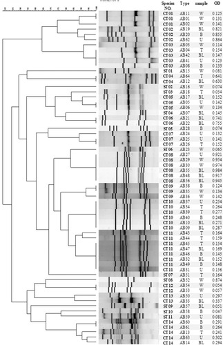 Figure 1 Dendrogram of ERIC-PCR analysis of 64 Acinetobacter baumannii strains.