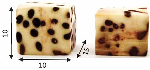 Figure 1. Cut test tube of Raffia fruit pits.