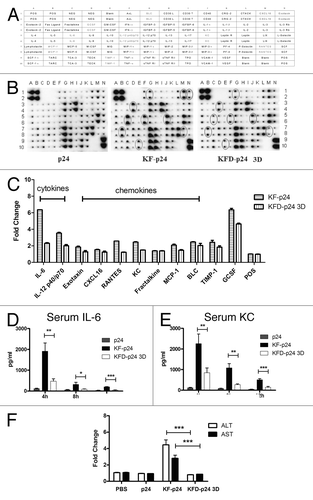 Figure 5. At the high dose, KFD-p24 3D induced much less of a systemic inflammatory response after intra-nasal administration than did KF-p24. C57BL/6 mice were treated intranasally with 250 μg of p24, KFD-p24 3D or KF-p24 in 25 μl PBS. (A) Template showing the location of cytokine antibodies spotted in duplicate onto the RayBio mouse cytokine antibody array III.Citation51 (B) Representative photographs of cytokine arrays using pooled serum samples. Circles designating differentially expressed cytokines are labeled gray in panel B. (C) Fold-changes in levels of proteins were significantly increased compared with the p24 control treatment. Data are represented as mean ± SEM for duplicate spots. (D) IL-6 and (E) KC in serum after administration. (F) Fold-changes in levels of serum transaminase were evaluated 24 h post-administration and compared with the control group (250 μg p24). Data are presented as the means ± SEM from one experiment that was repeated three times (n = 6 per group).