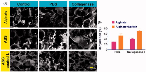 Figure 2. (A) The SEM analysis of synthesized hydrogels displaying pores and size of the porous, the scale bar is 200 µm. The SEM analysis with various composition are displayed (with PBS and collagenase). (B) The bar diagram represents the quantitative data of the Alginate and Alginate-Sericin frameworks dehydration associated to the PBS and collagenase at day 7.