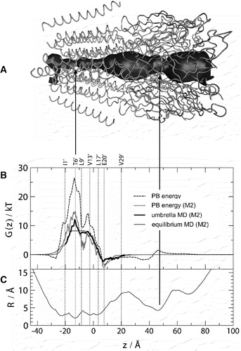 Figure 5. (A) Model of the α7 nAChR oriented such that the pore (z) axis coincides with that of the graphs in (B) and (C). The solid grey surface represents the pore lining surface, as calculated using HOLE (Smart et al. [Citation1996]). Note that the graphs in (B) and (C) are matched to the dimensions of (A) such that the minima in the pore radius plot (C) correspond to the constrictions of the pore lining surface in (A), as indicated by the two vertical arrows. (B) Comparison between PB energy profiles (for the intact α7 nAChR model, black broken line; and for just the M2 helix bundle, solid grey line) and MD-derived free energy profiles (PMFs for the α7 M2 helix bundle, solid black lines), calculated in the presence of 1 M NaCl. The PMFs calculated by equilibrium simulations (thin solid black line) and by umbrella sampling (thick solid black line) are shown (see Methods for details). The profiles are aligned with the pore lining residues from the M2 helices (indicated by the vertical dotted lines). Note that a negative z value corresponds to the intracellular mouth of the pore, and a positive value to the extracellular mouth of the pore. The M2 helices that line the pore extend from z ∼ −20 Å to z ∼ +20 Å. (C) Pore radius profile calculated for the intact α7 nAChR model using HOLE.