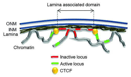 Figure 1. The nuclear lamina interacts with the genome through lamina-associated domains or LADs. The nuclear envelope consists of an outer and inner nuclear membrane (ONM and INM respectively) under laid by the lamina. LADs largely consist of inactive chromatin region and are bordered by CTCF proteins. Active loci preferentially locate outside LADs.