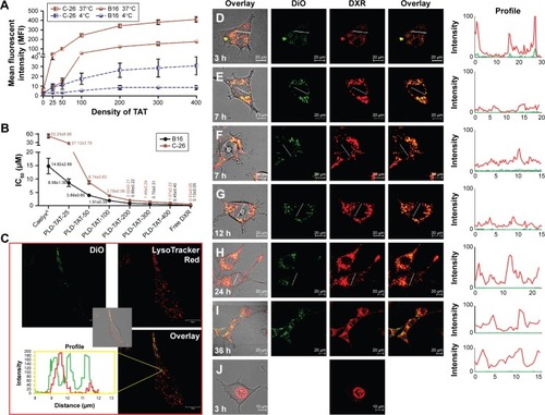 Figure 2 In vitro analysis of cellular association and cytotoxicity of TAT-modified liposomes.Notes: Panel A represents the association of different FPLs with C26 and B16 cells at 37°C and 4°C. Cells (105 cells/well) were exposed to different FPLs (100 nmol phospholipid/500 µL) for 3 hours at either 37°C or 4°C, detached, and association of liposomes with cells was analyzed by flow cytometry. Data depict mean fluorescent intensity ± SD (n=4). Panel B represents the IC50 values of different PLDs against C26 and B16 cells after 3 hours of exposure at 37°C followed by 72 hours of proliferation. Data are expressed as mean ± SD (n=4). Panel C illustrates internalization of FPL-200 into C26 cells pre-incubated with LysoTracker®Red and the profile view of DiO and LysoTracker®Red along a line passed through red and green spots inside the cell after 3 hours of incubation at 37°C. Images D–J illustrate the intracellular fate of DXR delivered to C26 cells at 37°C by PLD-TAT200 (D–I) or free DXR (J) after 3 hours of exposure to preparations and wash. Images were captured at different times after cell exposure to preparations.Abbreviations: TAT, transactivator of transcription; PLD, PEGylated liposomal doxorubicin; FPL, fluorescent-labeled PEGylated liposome; DiO, 3,3′-dioctadecyloxacarbocyanine perchlorate; DXR, doxorubicin.