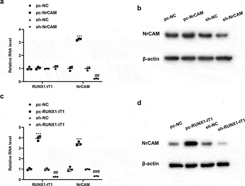 Figure 2. Interference with RUNX1-IT1 in CD4 + T cells affects NrCAM expression. (a-b) CD4+ T cells derived from healthy people were constructed overexpressed plasmids and lentivirus-interfering plasmids of NrCAM, which were divided into pc-NC group, pc-NRCAM group, sh-NC group and sh-NRCAM group, respectively. QRT-PCR (a) and Western blot (b) were used to detect the level of RUNX1-IT1 or NrCAM. ***P < 0.001 vs. pc-NC group, ##P < 0.01 vs. sh-NC group. (c-d) The overexpressed plasmids and lentivirus-interfering plasmids of RUNX1-IT1 were constructed in CD4+ T cells from healthy people, which were divided into pc-NC group, pc-RUNX1-IT1 group, sh-NC group and sh-RUNX1-IT1 group, respectively. QRT-PCR (c) and Western blot (d) were used to detect the level of RUNX1-IT1 or NrCAM. ***P < 0.001 vs. pc-NC group, ##P < 0.01, ###P < 0.001 vs. sh-NC group.