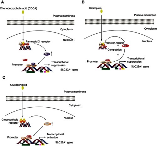 Figure 1 Schemes of pathways/processes affecting OCT1 expression.Notes: (A) The SLC22A1 gene tends to be suppressed by CDCA via interference of small heterodimer partner (SHP), which can co-repress HNF-4α transactivation. (B) PXR is activated by rifampicin to compete for SRC-1 with HNF-4α, and thus represses the HNF-4α-mediated transactivation of SLC22A1 gene. (C) The HNF-4α-mediated transactivation of SLC22A1 gene is activated by glucocorticoids binding glucocorticoids receptor via up-regulating HNF-4α.Abbreviation: CDCA, chenodeoxycholic acid.