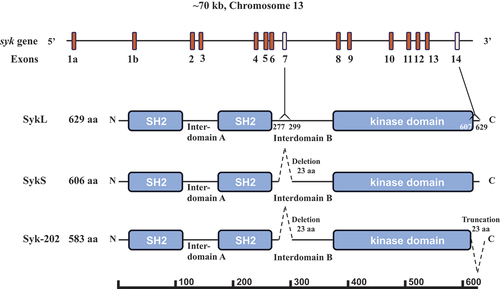 Figure 1. Syk gene structure and protein isoforms. The Syk gene consisting of 13 coding exons (2–14) and two 5’ untranslated exons 1a and 1b is presented schematically. The full-length protein SykL (629 amino acid-long in mice) and two relevant alternatively spliced isoforms – the previously characterized short isoform SykS (606 amino acid-long) lacking the sequence encoding by exon 7 and the hypothetical isoform corresponding to the mouse transcript designated Syk-202 (583 amino acid-long) lacking sequences encoded by exons 7 and 14 – are shown. The deletion/truncation locations, their borders and the exons corresponding to them as well as the major protein domains of Syk are indicated. The protein-length scale is shown at the bottom of the figure.
