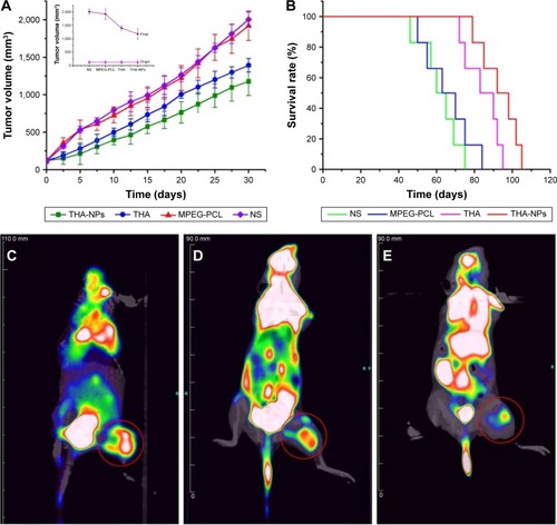 Figure 3 Tumor growth inhibition of THA-NPs in subcutaneous A549 model and corresponding 18F-FDG PET images of mice after 1 full day of treatment.Notes: (A) Suppression of subcutaneous tumor growth by THA-NPs in mice; (B) survival curve of mice in each group; (C) PET image of NS group; (D) PET image of THA group; (E) PET image of THA-NPs group. Red circles indicate the image of FDG uptake in tumor tissue.Abbreviations: MPEG-PCL, methoxy poly(ethylene glycol)-poly(ε-caprolactone); NS, normal saline; THA, thalidomide; THA-NPs, nanoparticles loaded with thalidomide.
