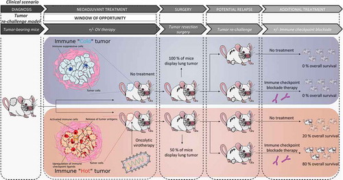 Figure 1. Neoadjuvant oncolytic virotherapy in the tumor re-challenge model.