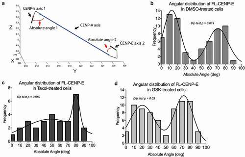 Figure 3. CENP-E displays a two-state conformation on bi-oriented kinetochores depending on microtubule dynamics and CENP-E motor activity. (a) Representative plots of CENP-E axis and CENP-A axis in a 3-dimensinoal space used to calculate the angular distribution of CENP-E along the kinetochore (CENP-A) axis. The red lines are representative lines depicting how the angular distribution was measured based on the CENP-E’s motor-to-tail axis and CENP-A-to-CENP-A axis in a sister kinetochore pair. Axes are shown in pixel (pixel = 67.1875 nm). (b–d) Angular distribution of FL-CENP-E in T98G cells treated with (b) DMSO, (c) Taxol and (d) GSK from three independent experiments (DMSO: n = 66, Taxol: n = 30, and GSK: n = 72). Plotted lines represent the robust non-linear regression fitting assuming the sum of two Gaussian distribution. The corresponding p-values from a Hartigans’ dip test analysis for multi-modality are shown (p values below 0.05 indicate the distribution is, at least, bimodal).