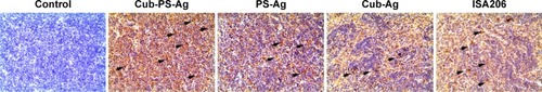 Figure 7 Available antigens in draining lymph nodes.Notes: BALB/c mice were subcutaneously injected with PS-Ag, Cub-Ag, Cub-PS-Ag, and ISA206. Yellow areas indicated by arrows represent antigen.Abbreviations: Ag, antigen; Cub-Ag, mixture of cubosomes and Ag; Cub-PS-Ag, mixture of cubosome-polysaccharide nanoparticles and Ag; PS-Ag, mixture of PS and Ag.