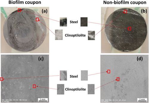 Figure 3. Images of coupons removed from the biofilm (a) and non-biofilm MRD (b) after exposure to clinoptilolite fines (without exposure to any metal solutions), and corresponding SEM BSE images of a biofilm (c) and non-biofilm coupon (d), on which steel is seen as the lighter grey and clinoptilolite as the darker grey.