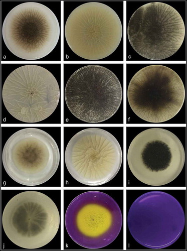 Figure 3. Macro-morphology and production of acid-base of Aspergillus sp. LBM 134 grown for 7 d on different agar media. On MEA at 25 C: (a) conidia colour and (b) reverse colour; CYA at 25 C: (c) conidia colour and (d) reverse colour; CYA at 30 C: (e) conidia colour and (f) reverse colour; CYA at 37 C: (g) conidia colour and (h) reverse colour; CYAS at 25 C: (i) conidia colour and (j) reverse colour. Acid production on CREA medium: (k) inoculated plate and (l) plate without inoculating