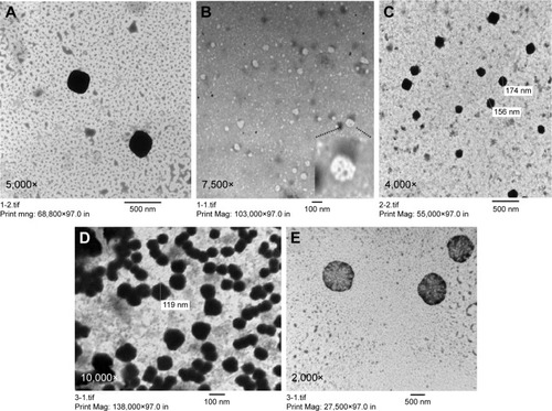 Figure 3 TEM shows morphology of blank LCNPs (A) with internal water channel magnified in (B), AE-LCNPs (F6) (C), AE-PEG-LCNPs (F13) (D) with their flower-like structures and internal water channel appeared in (E). All samples were diluted with distilled water (1:20).Abbreviations: AE, aloe-emodin; LCNPs, liquid crystalline nanoparticles; PEG, polyethylene glycol; TEM, transmission electron microscopy.