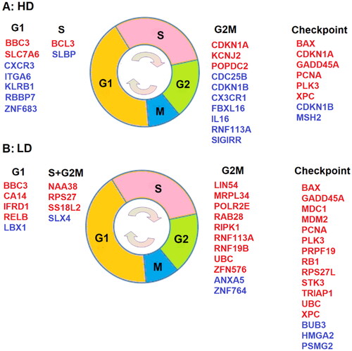 Figure 2. DE genes with known cell-cycle phases and checkpoint functions, where genes in red are upregulated with a positive β1, and genes in blue are down-Regulated with a negative β1. A: Cell cycle related DE genes after high-dose IR exposure (GSE8917). B: Cell cycle associated DE genes after low-dose IR exposure (GSE43151).