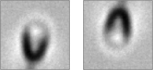 Figure 9. Example of a sperm image in the dataset with flip augmentation applied during the training phase.