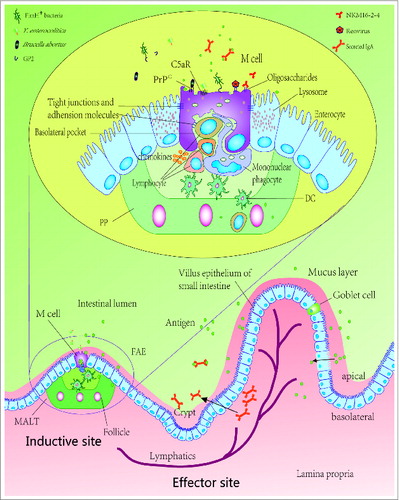 Figure 1. Schematic diagram of intestinal epithelium showing M cells, PPs, intestinal epithelial cells and translocation mechanisms of several kinds of antigen. Gut-associated mucosal immune system has 2 parts, including inductive sites and effector sites. The inductive sites are mainly composed of MALT, and the effector sites are primarily constituted by the lamina propria of various mucosae, stroma of exocrine glands, and surface epithelia. In the FAE, luminal antigens are transported across the epithelium by M cells, where primary immune responses can be induced, and then phagocytosed by DCs present in the dome of the PPs, delivered to the mesenteric lymph nodes, which can directly prime T-cell responses to antigens. DCs also sample antigens through enterocytes. sIgA, secreted by mature plasma cells in the lamina propria, from epithelial cells into the gut lumen, may have a controlling role in bacterial persistence and uptake. M cells can transport bacteria, viruses, parasites and non-infectious particles through the apical membrane to the basolateral surface, exploiting many molecules and proteins to recognize and transport antigen. M cells lack microvilli and possess basolateral pockets containing mononuclear phagocytes and lymphocytes, which contribute antigens transported to the underlying tissues. PP, Peyer's patches; DC, dendritic cell; GP2, Glycoprotein 2; PrPC, cellular prion protein; C5aR, C5a receptor; FAE, follicle-associated epithelium; MALT, mucosa-associated lymphoid tissue.