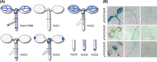 Fig. 4. TAA1 and YUC expression patterns in pTIR2:GUS and pYUCs:GUS lines.