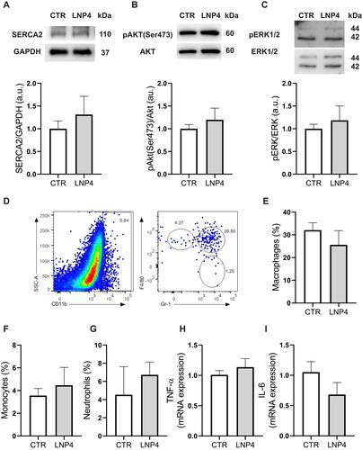 Figure 7 LNP4 does not trigger inflammation or dysfunction in the heart tissue. (A-C) Top: representative Western blot. Bottom: bar graph showing no changes in SERCA2, AKT phosphorylation at Ser473 and pERK1/2 respectively. GAPDH, AKT, or ERK1/2 total expression was used as a loading control. (D) Gating strategy to define CD11b+ myeloid population and dot plots to define monocytes (F4/80loGr-1−), macrophages (F4/80+Gr-1+), and neutrophils (F4/80−Gr-1+). Frequencies of (E) macrophages, (F) monocytes, and (G) neutrophils. (H) Levels of TNF-a, and (I) IL-6 mRNA expression normalized to 1. Data are plotted as mean ± SEM. Unpaired t-test was used when data fit a Gaussian distribution to unpaired samples.