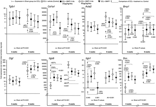 Figure 7. The effects of CCl4 treatment and of antibodies against BMP1-3 (BMP1-3 Abs) at a low (20 μg/kg/day) or at a high dose (50 μg/kg/day) and of BMP7 (150 μg/kg/day) on CCl4-induced liver gene expression. A general linear mixed model was fitted to normalized Ct (ΔCt) data to obtain adjusted treatment effect estimates accounting for correlations between simultaneously assayed genes, time and treatment*time interaction. Adjustment for multiple comparisons was by the simulation method. Data are shown as ‘fold expression over sham’ (animals not treated with CCl4 – indicated as ‘fold expression =1’ with a dashed line) for each treatment group and were obtained as antilog (base 2) of adjusted ΔΔCt values: symbols identifying treatments (as per legend) are point-estimates and vertical bars are 95% confidence intervals (symmetrical on the log-scale). p values for each treatment group (identified by its respective symbol) vs. sham (dashed line) are given below the dashed line either as ‘vs. Sham all p < .001’, or as individual p values (below the lower limit of the confidence intervals) were this was not the case (Bmp1, Itgb6). Horizontal arrows depict comparisons of each active treatment vs. control (CCl4 + vehicle-treated animals) with differences given as ‘+’ or ‘−’ percentage differences (derived from ratio of ratios) and corresponding p values.