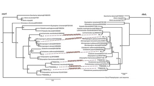 Fig. 1. Maximum-likelihood trees depicting cox1 and rbcL relationships among brown algal epi-endophytes detected on Alaria. Alignments are 658 and 1466 bp, respectively. Contigs linked to the same species are marked with the dashed lines. Bootstrap values are indicated at nodes; an * indicates full support, - indicates < 50% support