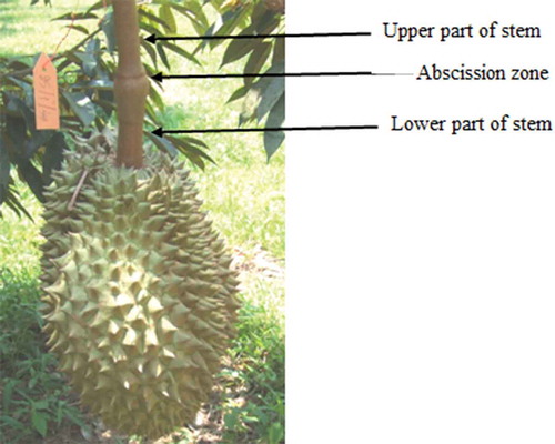 FIGURE 1 Durian stem showing upper part, abscission zone, and lower part of stem.