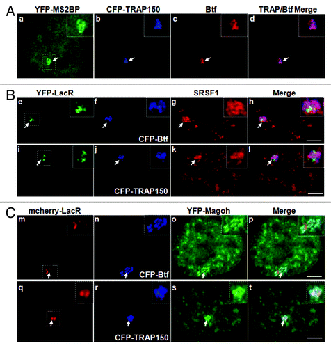 Figure 4. Btf and TRAP150 colocalize with each other, with splicing factor SRSF1, and most precisely with Magoh at transcription sites in situ. (A) U2OS 2–6-3 cells expressing pTetON, YFP-MS2BP (panel a) and CFP-TRAP150 (panel b) were processed for immunolabeling of Btf (panel c). 50 out of the 50 loci scored showed that Btf and TRAP150 overlap extensively at the active locus. (B) U2OS 2–6-3 cells expressing YFP-LacR, pTetON and either CFP-Btf or CFP-TRAP150 were fixed 2.5 h after doxycycline addition and processed for immunolabeling of SRSF1 (a-l). 50 out of the 50 loci scored showed colocalization of Btf and TRAP150 with SRSF1 at the active locus. (C) U2OS 2–6-3 cells stably expressing mcherry-LacI (m, q) were transfected with YFP-Magoh (o, s) and either CFP-Btf (n) or CFP-TRAP150 (r). 50 out of the 50 loci scored showed remarkable colocalization of Btf and TRAP150 with Magoh at the active locus. Boxed regions in a, e, i, m and q are enlarged in insets. To avoid saturating image pixel intensity for CFP-Btf/CFP-TRAP150 at the region of the locus, low image exposure times were required; therefore, the nuclear CFP-Btf/CFP-TRAP150 that was also present in nucleoplasmic foci does not appear in these images. Scale bar, 5 µm.