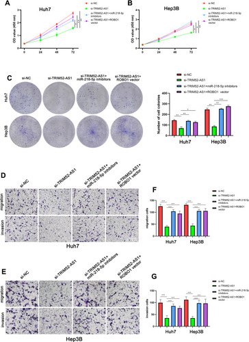 Figure 5 TRIM52-AS1 promotes HCC proliferation and metastasis through ROBO1 by sponging miR-218-5p (A and B) CCK8 assay analysis of the growth of TRIM52-AS1 knockdown, TRIM52-AS1 knockdown with miR-218-5p knockdown, TRIM52-AS1 knockdown with ROBO1 overexpressed and NC group. (C) Plate clone formation assays analysis of the growth of TRIM52-AS1 knockdown, TRIM52-AS1 knockdown with miR-218-5p knockdown, TRIM52-AS1 knockdown with ROBO1 overexpressed and NC group. (D–G) Transwell assays analysis of the migration and invasion of TRIM52-AS1 knockdown, TRIM52-AS1 knockdown with miR-218-5p knockdown, TRIM52-AS1 knockdown with ROBO1 overexpressed and NC group (bar: 50 μm) (*P < 0.05, **P < 0.01, ***P < 0.001).