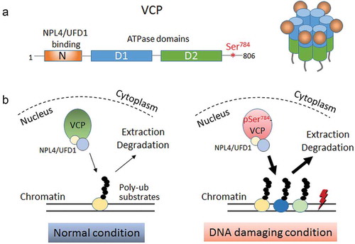 Figure 1. DNA damage-induced Ser784 phosphorylation selectively increases VCP (valosin-containing protein) activity for chromatin-associated protein degradation. (a) Schematics showing the domain structure of monomeric VCP (left) and 3D structure of a functional VCP hexamer (right). The N-terminal domain of VCP interacts with the majority of ubiquitin-binding cofactors such as NPL4 (Nuclear Protein Localization protein 4) and UFD1 (Ubiquitin recognition Factor in ER-associated Degradation 1). D1 and D2 are the central ATPase domains. Ser784 is located in the structurally disordered C-terminal tail of VCP. (b) Working model depicting the selective increase of nuclear VCP activity by DNA damage-induced Ser784 phosphorylation with regard to chromatin-associated protein degradation. In the absence of DNA damage, unphosphorylated VCP extracts its chromatin-associated poly-ubiquitinated substrates at a normal rate. Under DNA-damaging conditions, Ser784 phosphorylation turns VCP into a more efficient protein segregase presumably to extract more chromatin-associated substrates that are functionally important for DNA damage response.