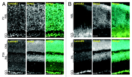 Figure 1. B-type lamins are ubiquitously and homogenously expressed in the developing retina. Immunolocalization of LaminB1 (A) and LaminB2 (B) in P2 (top)­ and P26 (bottom) retinas counterstained with DRAQ5. Scale bars: 25 µm