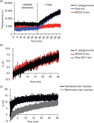 Fig. 6.  Membrane fusion efficiency studies. Exosomes were labelled using the R18 self-quenching dye as described in the Methods section. After 30-min equilibration time, labelled vesicles were mixed with 1×106 live MODE-K cells and the de-quenching of the fluorescence was monitored continuously. using the Fluoromax-3 spectrofluorometer. The reaction was stopped by the addition of Triton X-100. The fusion efficiency was expressed as % of R18 fluorescence de-quencing (% FD). (a) De-quenching increase of the fluorescence upon fusion of labelled vesicles with live cells. (b) Nematode exosomes show no difference in fusion efficiency compared with murine exosomes. (c) “Nematode-like” artificial vesicles with high content of plasmalogens are more fusionogenic than “mammalian-like” vesicles with correspondent acyl-lipids. Values are the mean±SD of 3 independent experiments. Data correspond to one representative experiment of 3 with similar results.