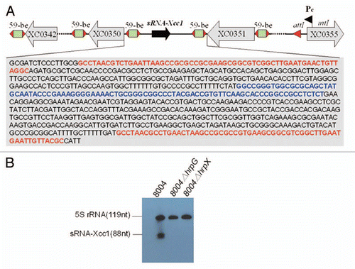 Figure 3 (A) Schematic presentation of the genetic organization of the integron of Xcc and the detailed composition of sRNA-Xcc1 cassette. The blue letters indicates the sRNA-Xcc1 coding sequence and the red letters indicate the 59-be sequence. (B) Detection of the sRNA-Xcc1 level in the wild type strain 8004, the hrpG mutant 8004ΔhrpG and the hrpX mutant 8004ΔhrpX, by using northern Blot.