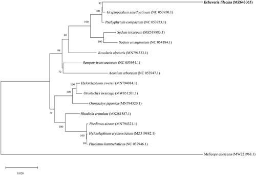 Figure 1. Maximum-likelihood phylogenetic tree based on complete chloroplast genome sequences of E. lilacina (bold font) and 14 related species with one outgroup species, Melicope elleryana. The GenBank accession numbers are designated next to each species name. The values above branches are bootstrap percentages based on 1000 replicates.