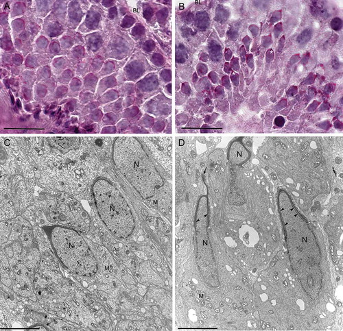 Figure 4. Light and transmission electron microscopy of twitcher and wild type tubule at stage 9. Periodic acid-Schiff staining (PAS) highlights the elongating acrosomes in wild type (A) and in twitcher (B), where altered acrosomal architecture is evident. The acrosomes (asterisk) are shown in red in the online version. Electron microscopy micrographs showing spermatids from wild type (C) and twitcher mouse (D). At ultrastructural level the sub-acrosomal space in twitcher spermatids appears enlarged (arrow heads) and swollen acrosomes and acrosomal projections in the anterior region of the nucleus are frequently detected (arrow). BL: basal lamina; N: nucleus; M: mitochondria. Scale bar 100 µm (A,B), 3 µm (C,D).