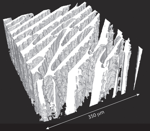 Figure 2. Three-dimensional reconstruction of the structure of a macroporous ice templated alumina sample (water-based suspension), obtained by x-ray computed tomography. Ice crystals were grown in the vertical direction.