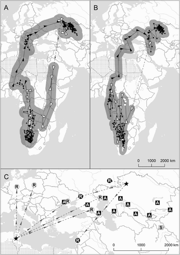 Figure 1. Migration routes, ring recoveries and Russian-language literature records of Red-footed Falcon migration in Eurasia. (a) and (b) show geolocator data from two female Red-footed Falcons (A = tag #166033; B = #17372) tagged in north-central Kazakhstan. Circles are summer and winter locations, triangles show directionality of migration travel, squares are times when direction of travel is not clear, dotted lines are periods with no data. In all cases, open shapes (unfilled circles, squares and triangles) represent data with less confidence (those recorded during the equinox). The buffer around the lines is the average error from known locations estimated during the breeding period; see text for details. The area of the Sahara Desert is illustrated by dots on the map. Inset (c) shows ring recovery and Russian-language literature records. Circles show locations of recoveries from birds ringed in northern Kazakhstan and northern Africa (both ringing sites represented by stars). Squares show published sightings during autumn (A) and spring (S). In all cases, filled shapes with white letters are autumn data, unfilled shapes with black letters are spring data.