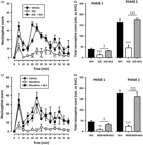 Figure 5. Effect of pretreatment of rats with naloxone on the anti-nociceptive effects of AZE (100 mg/kg, p.o.) (a, b) and morphine (3 mg/kg, i.p.) (c, d) in the formalin test. Left panels show the time course of effects over the 60 min period and the right panels show the total nociceptive score calculated from AUCs over the first (0–10 min) and second (10–60 min) phases. Values are means ± S.E.M. (n = 5). *p < 0.05; **p < 0.01; ***p < 0.001 compared to vehicle-treated group (Two-way ANOVA followed by Tukey’s multiple comparison test). ††p < 0.01; †††p < 0.001 compared to vehicle-treated group; ‡p < 0.05; ‡‡‡p < 0.001 compared to AZE 100 mg/kg or morphine 3 mg/kg (One-way ANOVA followed by Tukey’s multiple comparison test).