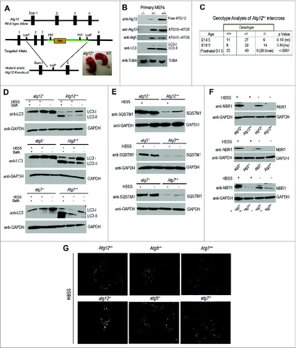 Figure 1. Generation of Atg12 gene-targeted mice. (A) Schematic representation of the targeting vector and the targeted allele of the atg12 gene. The coding exons are depicted in black boxes. Right: Photograph of a representative atg12-/- neonate and Atg12+/+ (WT) littermate. (B) Immunoblotting with antibodies against ATG12, ATG5, and LC3 in protein lysates derived from primary MEFs from the indicated genotypes. (C) Genotyping of animals produced from intercrosses of Atg12+/- mice. (D–F) SV40Tag-immortalized MEFs of the indicated genotypes were starved with HBSS for 3 h, lysed, and subjected to immunoblotting with antibodies against LC3 (D), SQSTM1 (E), NBR1 (F), and GAPDH as a loading control. When indicated, cells were treated with 10 nM bafilomycin A1 (BafA) for 30 min prior to lysis in order to assess LC3-II turnover in the lysosome. (G) SV40Tag-immortalized MEFs of the indicated genotypes were HBSS starved for 4 h, fixed and immunostained with anti-SQSTM1 antibody. TUBA, tubulin.