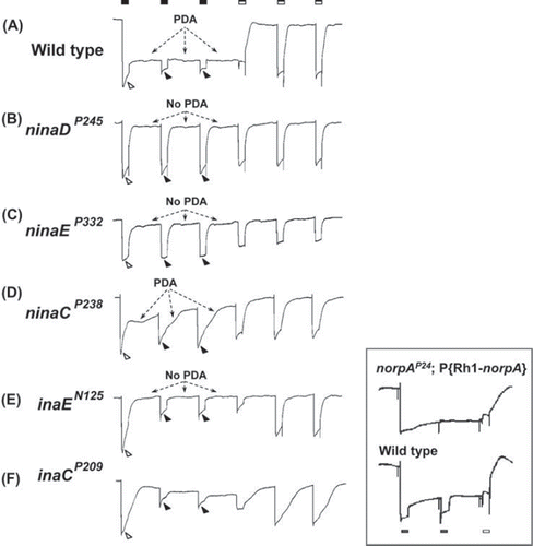 Figure 1. PDA phenotypes revealed in ERG recordings of nina and ina mutants and wild type. The stimulus protocol is shown at the top: three bright blue stimuli (filled rectangles) each of 4 s duration presented at 20-s intervals followed by three bright orange stimuli (unfilled rectangles) also of 4 s duration presented at 20-s intervals. The first blue stimulus generates a large response that lasts the duration of the stimulus (light-coincident component) in flies of all genotypes (unfilled arrowheads). In wild type, the PDA is generated at the termination of the blue stimulus and maintained throughout the two subsequent blue stimuli (Trace A). No PDA is generated in ninaDP245, ninaEP332, or inaEN125 (Traces B, C, and E), and partial PDAs are generated in ninaCP238 and inaCP209 (Traces D and F). During the fully developed PDA in wild type, the R1–6 photoreceptors are inactivated, and only small responses originating from R7/8 photoreceptor are elicited by the second and third blue stimuli (Trace A, filled arrowheads; also see inset). R1–6 photoreceptors of inaEN125 and inaCP209 are also inactivated by the first blue stimulus and generate only small responses to the second and third blue stimuli (Traces E and F, filled arrowheads). Thus, in these ina mutants, the afterpotential (PDA) is not present, but the R1–6 photoreceptors are inactivated, hence the name inactivation but no afterpotential. In strong nina mutants, ninaDP245 and ninaEP332, the PDA is not present and the R1–6 photoreceptors are not inactivated, generating full-amplitude responses to the second and third blue stimuli (Traces B and C, filled arrowheads). Therefore these mutants were named neither inactivation nor afterpotential. The mutant ninaCP238 displays a partial PDA and modest inactivation of R1–6 photoreceptors. The inset illustrates the R7/8 origin of the small responses to the second and third blue stimuli in wild type (Trace A, filled arrowheads). It compares the ERG of wild type (bottom) with that of the transgenic fly (top) carrying wild-type norpA cDNA driven by Rh1 promotor on a norpAP24 mutant background (norpAP24; Rh1-norpA+). The stimulus protocol is shown at the bottom. Since norpAP24 blocks phototransduction and Rh1 drives the expression of wild-type norpA cDNA only in R1–6 cells, phototransduction is blocked in R7/8 cells but the block is rescued in R1–6 cells in this transgenic fly. Note that the small response to the second blue stimulus superposed on the PDA is not present in the transgenic fly. This figure was originally published in the Journal of Biological Chemistry: Pearn, Randall, Shortridge, Burg, & Pak, 1996, J Biol Chem, 271, 4937–4945.