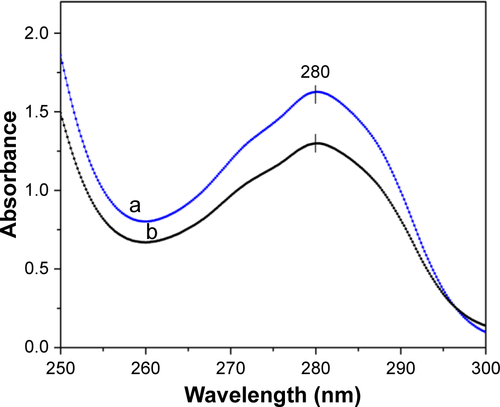 Figure S4 Absorption spectra of vancomycin solution before (a) and after (b) binding to Fe3O4@Ag-MUA MNPs.Abbreviations: MNPs, magnetic nanoparticles; MUA, 11-mercaptoundecanoic acid.