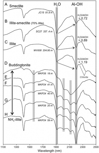 Figure 13. Representative reflectance spectra of alteration minerals. A, Smectite, B, mixed-layered illite-smectite with 70 percent illite, and C, illite, Waitekauri deposits and prospects. Smectite, illite-smectite and illite all have absorption features at ∼1410 nm, ∼1910 nm and ∼2205 nm, but have different absorption intensities and can be differentiated based on the H2O/Al-OH depth ratio (Figure 14). D, To H, NH4-minerals from the Wharekirauponga prospect. E, Buddingtonite and H, NH4-illite. Since a spectral profile is the sum of all spectrally responsive minerals a sample with both buddingtonite and illite can generate a spectral profile that resembles NH4-illite. Spectral profiles for samples E, F and possibly G appear to be mixtures of buddingtonite and illite with varying amounts of each mineral. The greater the amount of illite the more subdued the signal from buddingtonite.