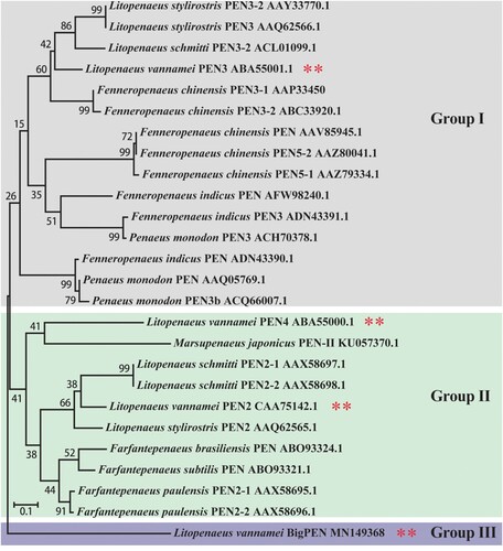 Figure 1. A phylogenetic tree was constructed using amino acid sequences of the PEN domains from different penaeidins. The GenBank accession numbers are shown after scientific names of their species. All reported penaeidins from different penaeid shrimp species can be clustered into three subgroups, and each subgroup contained one or two penaeidins from Litopenaeus vannamei. In particular, penaeidin 3 (PEN3) and 5 (PEN5) from L. vannamei are clustered in group I. Penaeidin 2 (PEN2) and 4 (PEN4) from L. vannamei are clustered in group II. BigPEN from L. vannamei is clustered in group III.